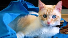 Animals cats Bags blue eyes