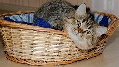 Animals cats baskets