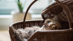 Animals cats baskets ben torode