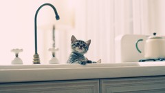 Animals cats bathing