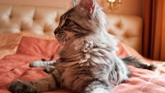 Animals cats beds depth of field