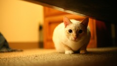 Animals cats beds pets