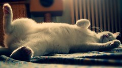 Animals cats beds pets lying down domestic cat