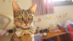 Animals cats beds sunlight