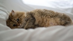 Animals cats ben torode