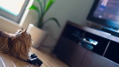 Animals cats ben torode