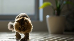 Animals cats ben torode