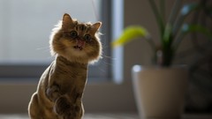 Animals cats ben torode