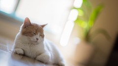 Animals cats ben torode