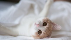 Animals cats ben torode