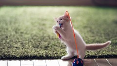 Animals cats ben torode