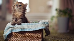 Animals cats ben torode