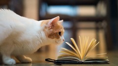 Animals cats ben torode