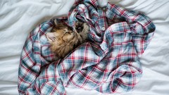 Animals cats ben torode