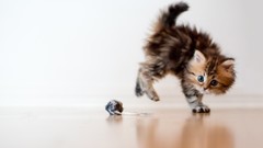 Animals cats ben torode