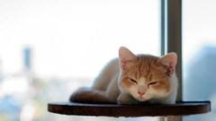 Animals cats ben torode