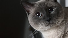 Animals cats big eyes
