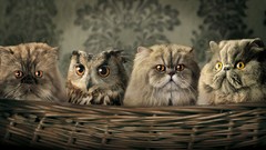 Animals cats Birds baskets Owls