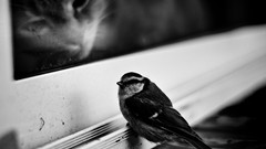 Animals cats Birds monochrome versus window panes