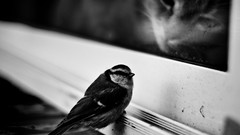 Animals cats Birds monochrome window panes