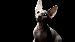 Animals cats black background