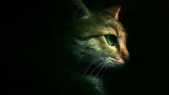 Animals cats black background artwork