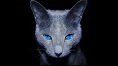 Animals cats black background blue eyes pets