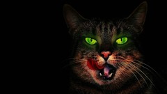 Animals cats black background green eyes pets