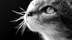 Animals cats black background greyscale