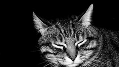 Animals cats black background monochrome greyscale