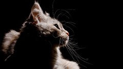Animals cats black background whiskers