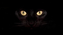 Animals cats Black Cat backgrounds