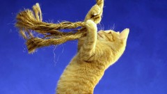 Animals cats blue background