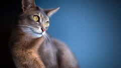 Animals cats blue background