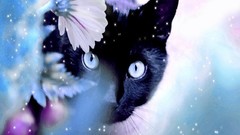 Animals cats blue eyes