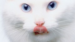Animals cats blue eyes