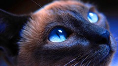 Animals cats blue eyes