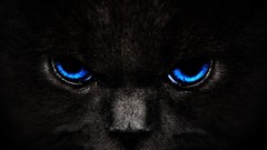 Animals cats blue eyes