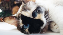 Animals cats blue eyes