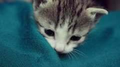 Animals cats blue eyes