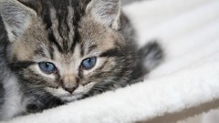 Animals cats blue eyes