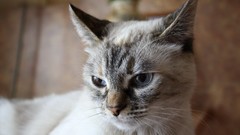 Animals cats blue eyes