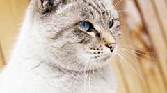 Animals cats blue eyes