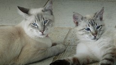 Animals cats blue eyes