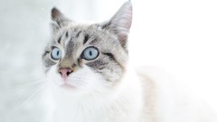 Animals cats blue eyes