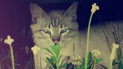 Animals cats blue eyes