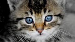 Animals cats blue eyes
