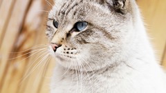 Animals cats blue eyes