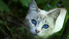 Animals cats blue eyes looking up