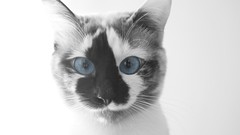 Animals cats blue eyes pets